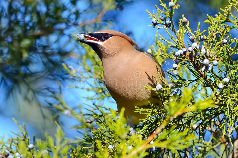 Cedar Waxwing royalty free stock photo Cedar Waxwing royalty free stock photo