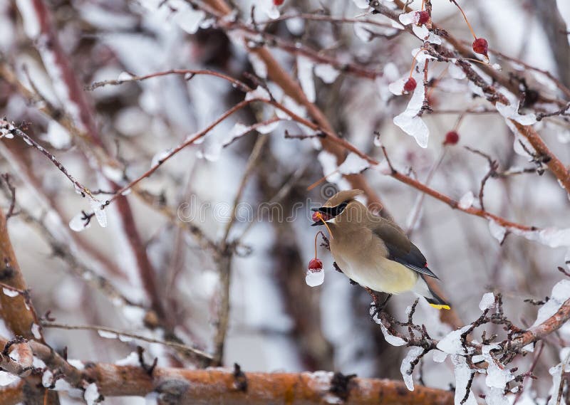 A cedar waxwing perched in a tree, feeding on a berry.