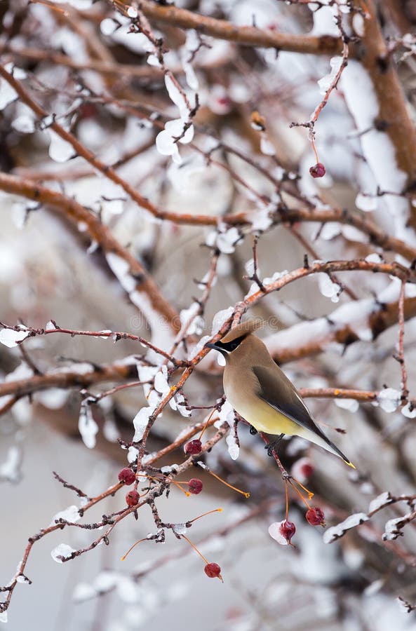 A cedar waxwing perched in a tree.