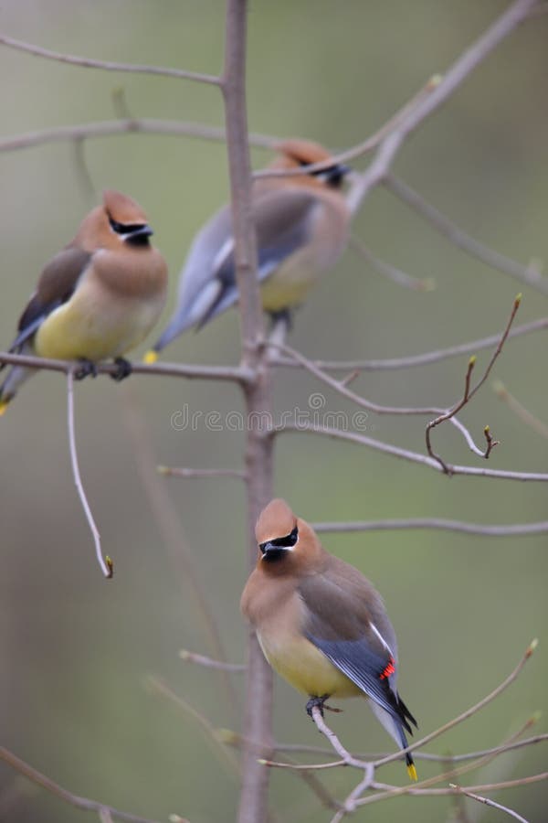 Cedar Waxwing (Bombycilla cedorum cedorum)