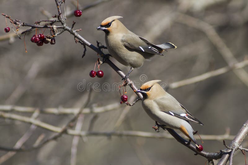 Cedar waxwing royalty free stock image Cedar waxwing royalty free stock image