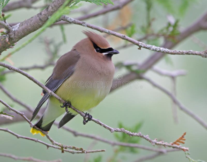 Cedar Waxwing Portrait imagem de stock Cedar Waxwing Portrait imagem de stock