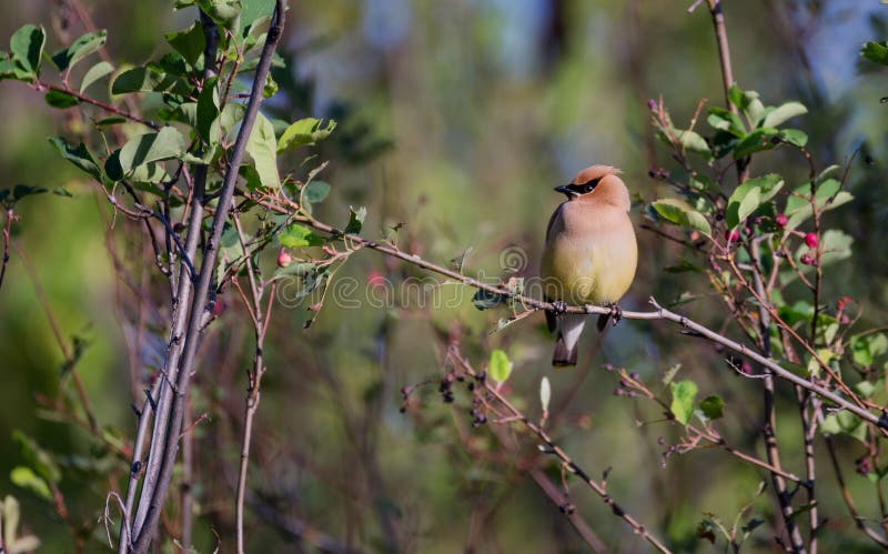 Cedar Waxwing s'asseyant sur une branche image libre de droits Cedar Waxwing s'asseyant sur une branche image libre de droits