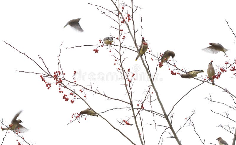 Cedar Waxwings in img