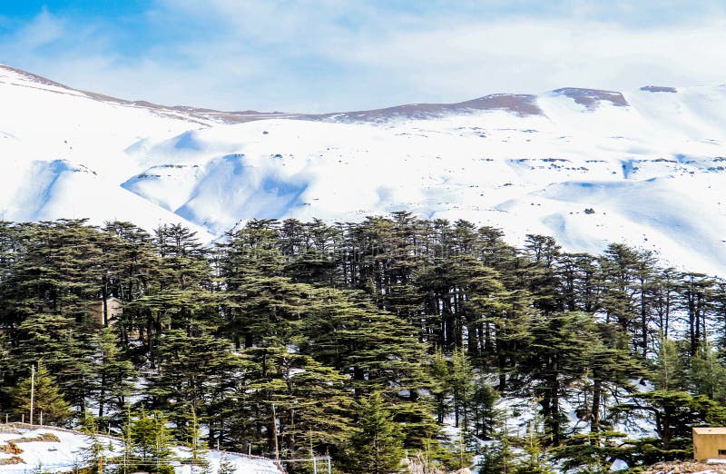 The Cedars in Lebanon in the winter of 2018