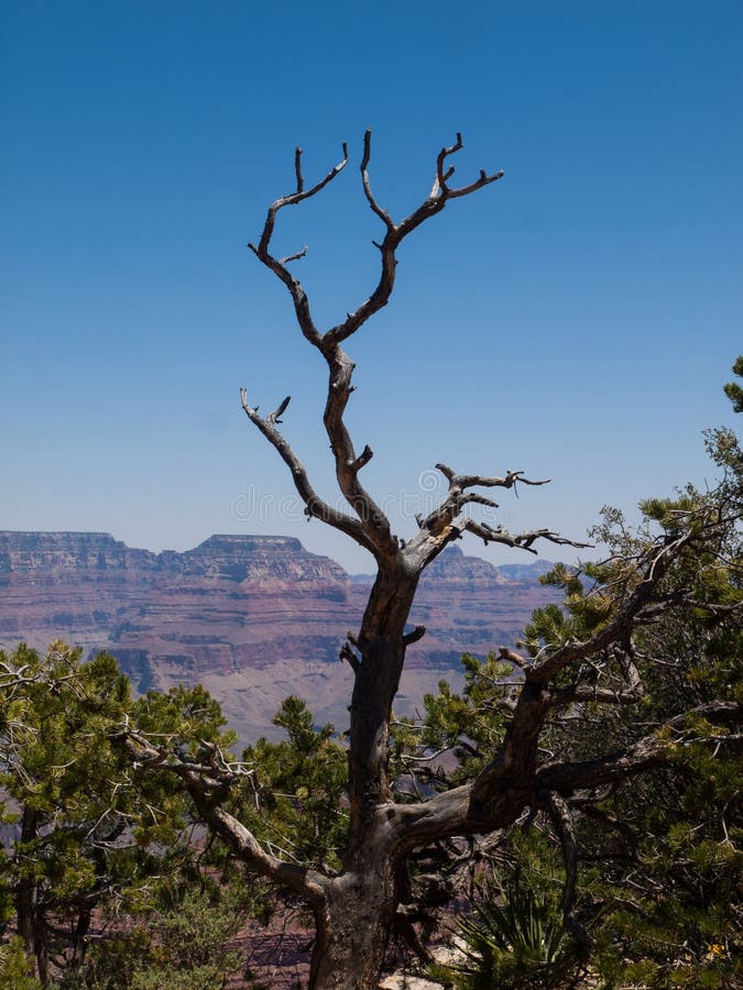 Ceder Tree at the Grand Canyon Stock Image Image of landmark, nature