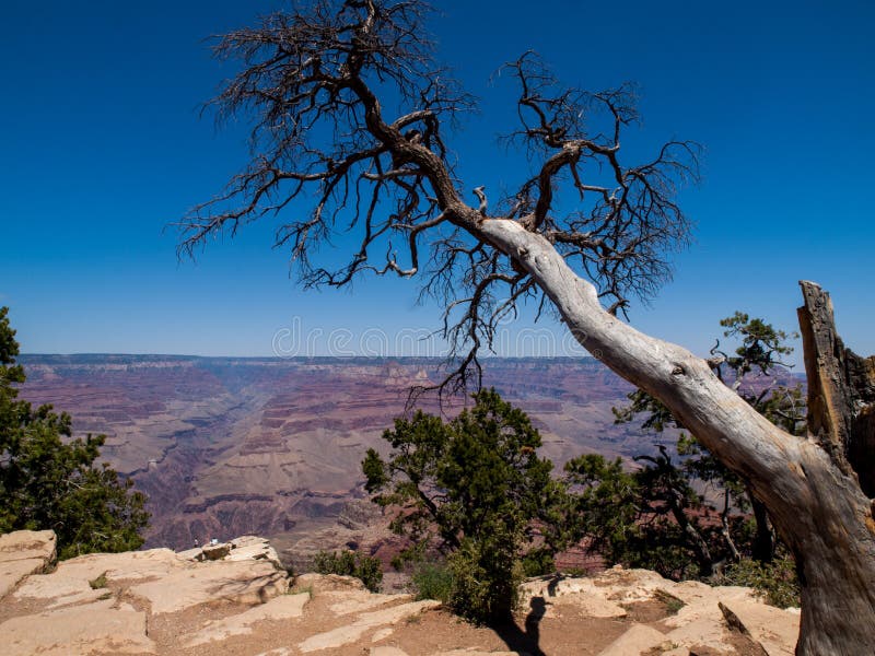 Ceder Tree at the Grand Canyon Stock Photo Image of tree, national