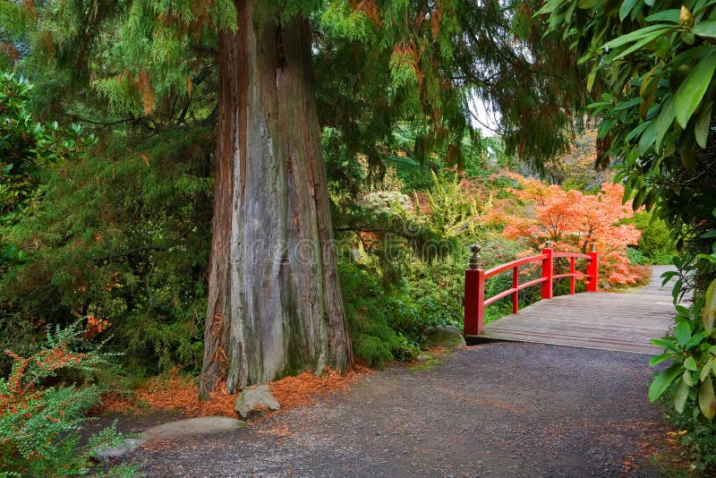 Cederboom en voetgangersbrug met rood spoor royalty-vrije stock afbeelding Cederboom en voetgangersbrug met rood spoor royalty-vrije stock afbeelding