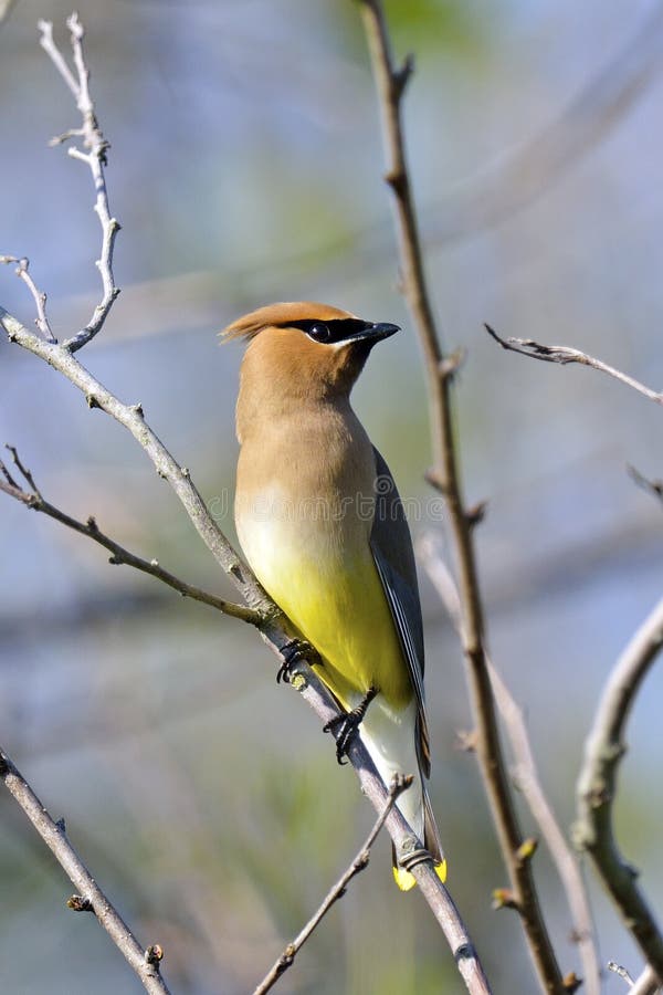 cederträ som waxwing royaltyfri bild cederträ som waxwing royaltyfri bild