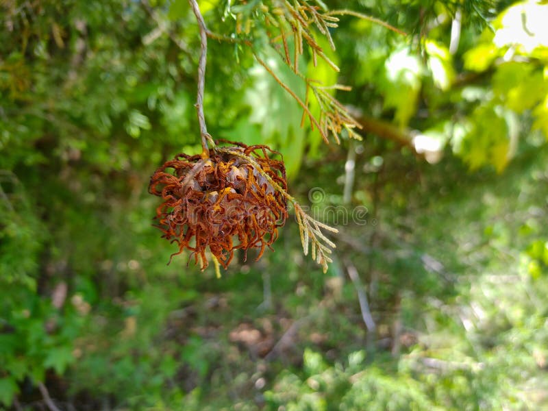 Gymnosporangium juniperi-virginianae is a plant pathogen that causes cedar-apple rust. In virtually any location where apples or crabapples Malus and Eastern red-cedar Juniperus virginiana coexist, cedar apple rust can be a destructive or disfiguring disease on both the apples and cedars. On juniper or eastern red cedar, small 3/8 to 1 and 3/16 inches in diameter galls develop throughout the tree on needles and small twigs. When mature, these galls swell considerably and repeatedly produce orange, gelatinous telial horns during rainy spring weather. As spring rains subside, the galls die, which may cause death of the twig from the gall to the tip. Gymnosporangium juniperi-virginianae is a plant pathogen that causes cedar-apple rust. In virtually any location where apples or crabapples Malus and Eastern red-cedar Juniperus virginiana coexist, cedar apple rust can be a destructive or disfiguring disease on both the apples and cedars. On juniper or eastern red cedar, small 3/8 to 1 and 3/16 inches in diameter galls develop throughout the tree on needles and small twigs. When mature, these galls swell considerably and repeatedly produce orange, gelatinous telial horns during rainy spring weather. As spring rains subside, the galls die, which may cause death of the twig from the gall to the tip.