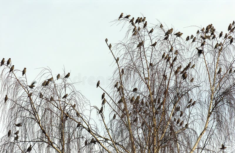 Cedro Waxwings fotografia stock libera da diritti