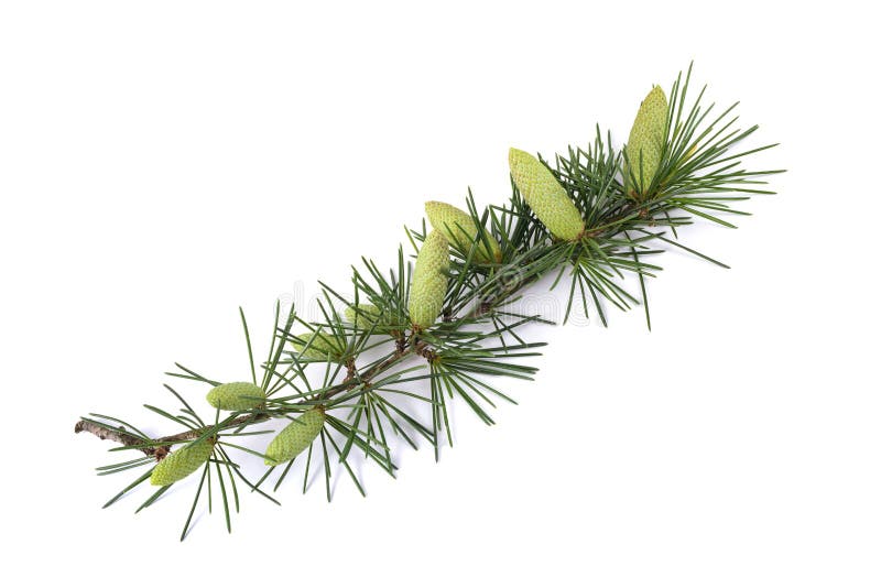 Cedrus deodara branch with cones stock photo