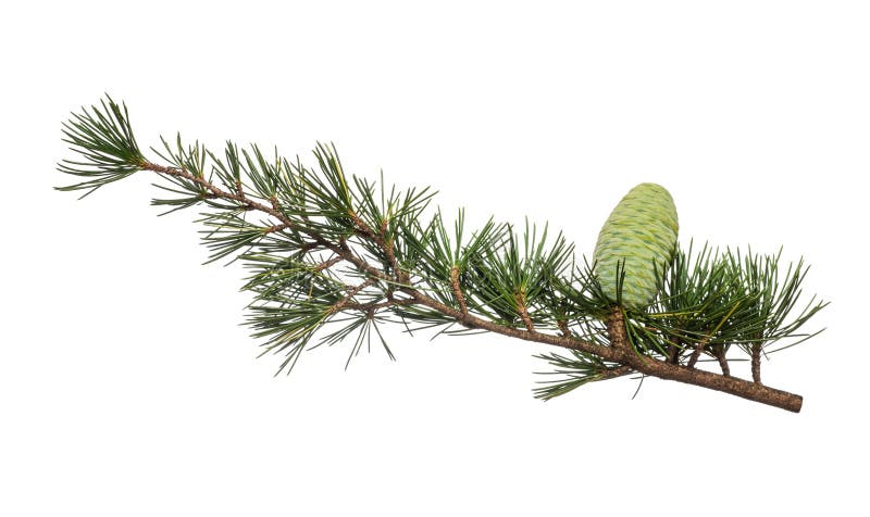 Cedrus deodara royalty free stock image