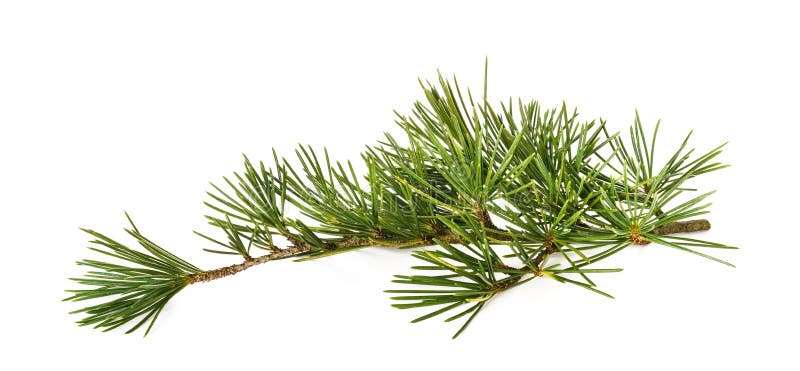 Cedrus deodara branch stock photo