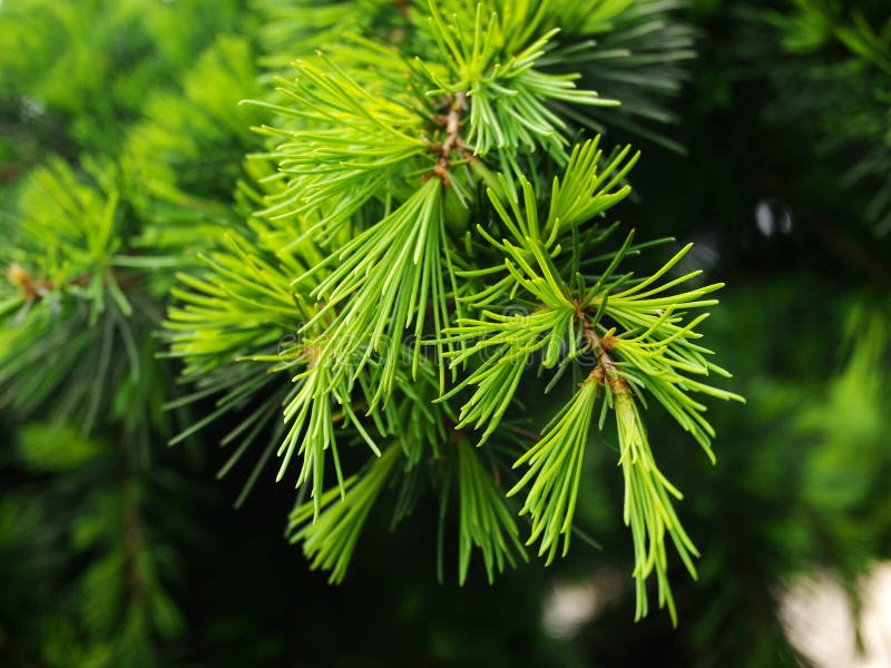 Cedrus Deodara royalty free stock photo