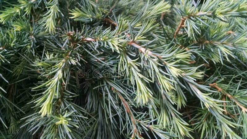 Cedrus deodara 'Feelin' Blue' stock photos