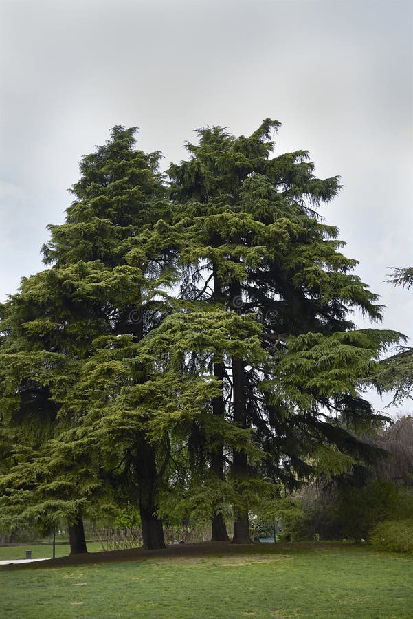 Cedrus deodara landscape royalty free stock photography