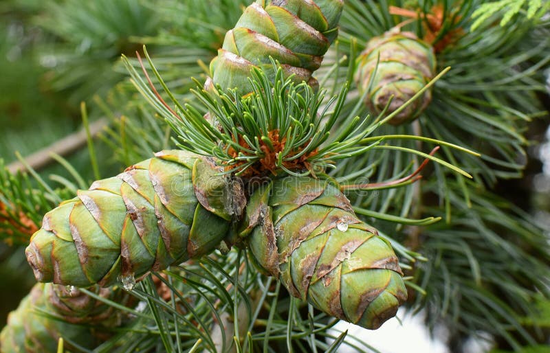 Cedrus deodara tree mainly known as cedar with seed cones. stock photos