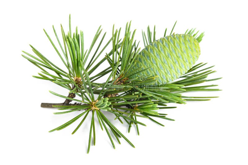 Cedrus deodara twig with cone royalty free stock images
