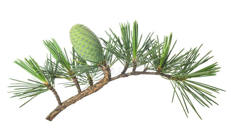 Cedrus deodara twig with cone royalty free stock photos