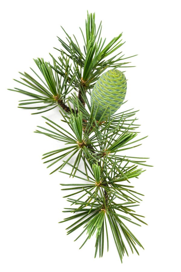 Cedrus deodara twig with cone stock images