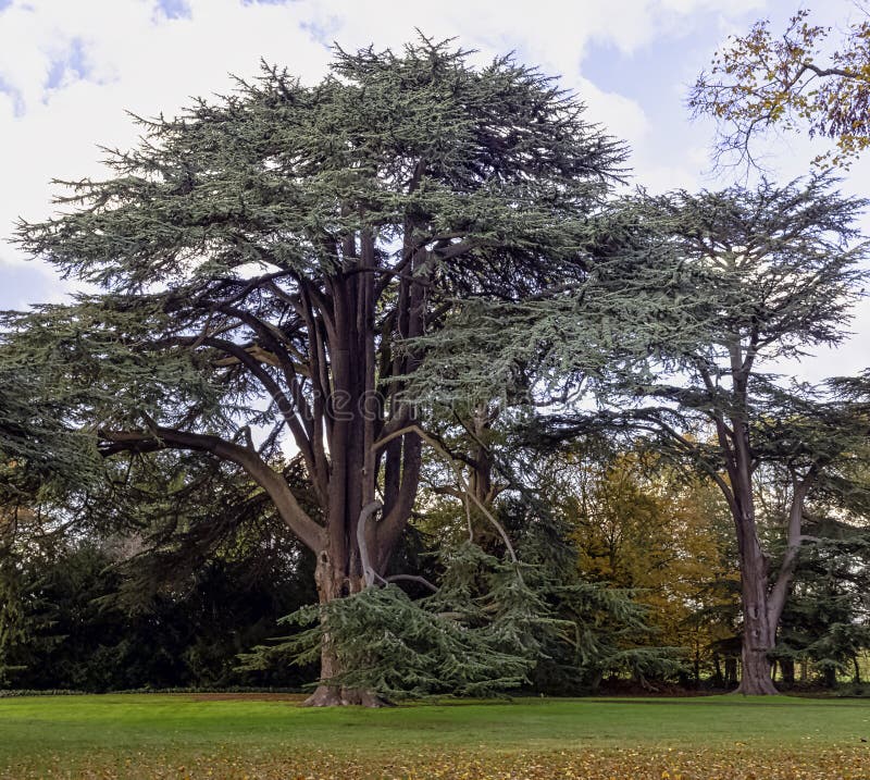 Cedrus Libani Tree Known As Cedar of Lebanon or Lebanon Cedar in
