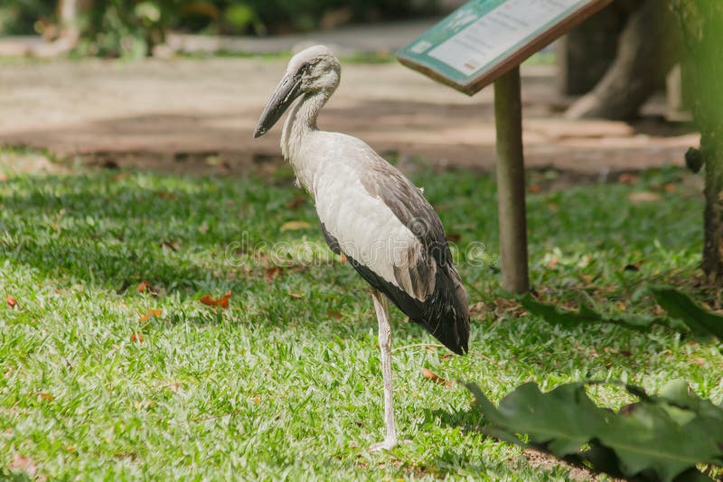 A cegonha de Openbill ? um grande p?ssaro que coma animais imagem de stock A cegonha de Openbill ? um grande p?ssaro que coma animais imagem de stock