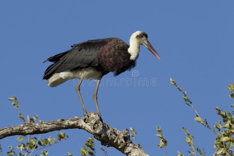Cegonha Necked Wooly empoleirada, África do Sul foto de stock Cegonha Necked Wooly empoleirada, África do Sul foto de stock