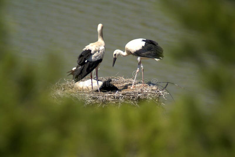 A cegonha oriental é um grande, pássaro branco com as penas pretas da asa na família da cegonha fotografia de stock A cegonha oriental é um grande, pássaro branco com as penas pretas da asa na família da cegonha fotografia de stock