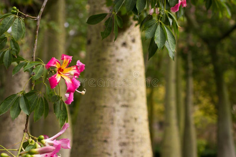 Ceiba Speciosa Oder Silk Glasschlackenbaum, Ein Subtropischer Baum Mit