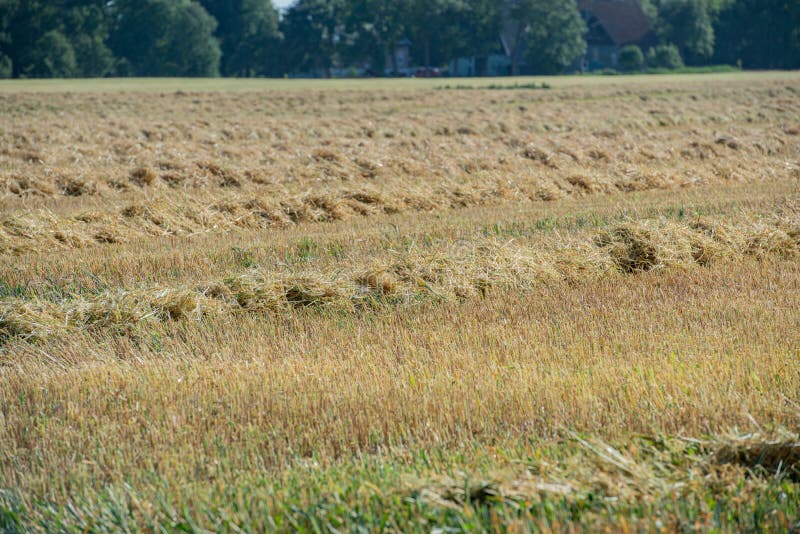 Ceifeira de liga em Schleswig Holstein fotografia de stock Ceifeira de liga em Schleswig Holstein fotografia de stock