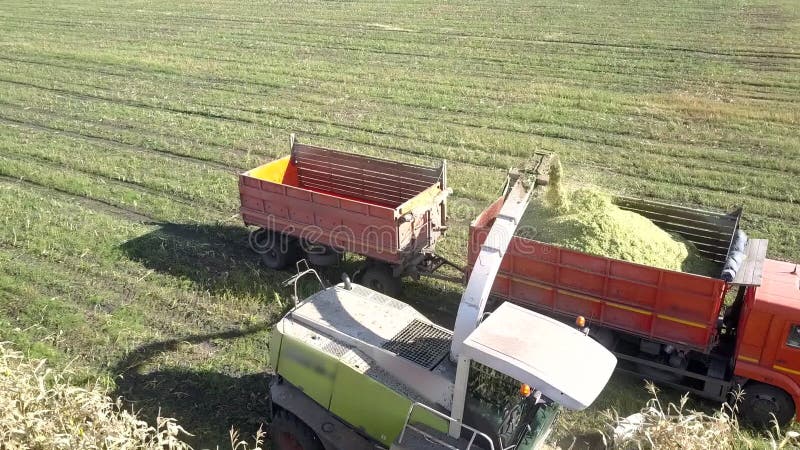 A ceifeira superior próxima da ensilagem da vista derrama a massa do milho no caminhão