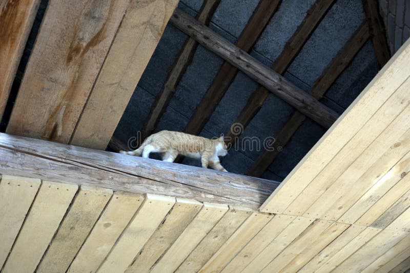 French Ginger in Attic