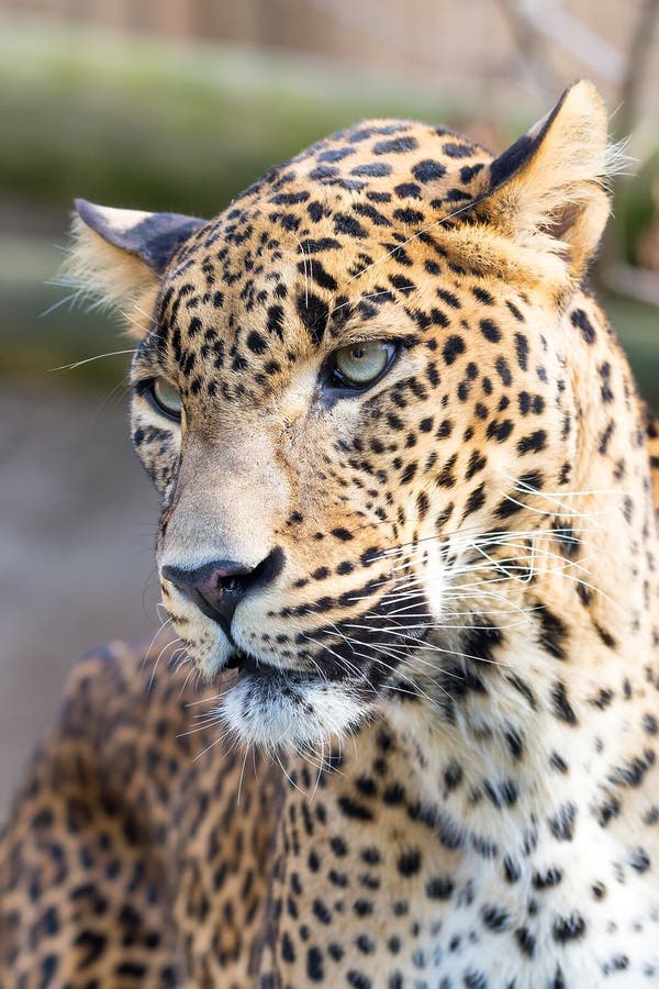 Cejlon Sri Lankan Leopard, Panthera Pardus Kotiya Stock Photo - Image ...