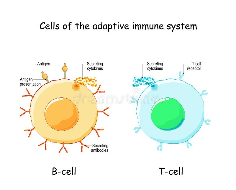 Cel en cel. adaptief immuunsysteem