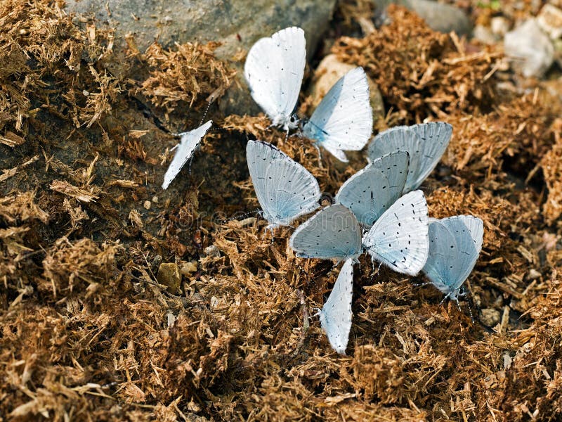 Celastrina argiolus - Holly Blue fjärilar som matar på gödsel royaltyfria bilder Celastrina argiolus - Holly Blue fjärilar som matar på gödsel royaltyfria bilder
