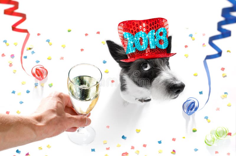 Poodle dog celebrating new years eve with owner and champagne glass on white background , serpentine streamers and confetti. Poodle dog celebrating new years eve with owner and champagne glass on white background , serpentine streamers and confetti
