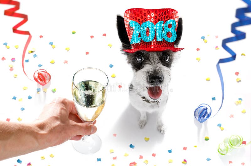 Poodle dog celebrating new years eve with owner and champagne glass isolated on white background , serpentine streamers and confetti. Poodle dog celebrating new years eve with owner and champagne glass isolated on white background , serpentine streamers and confetti