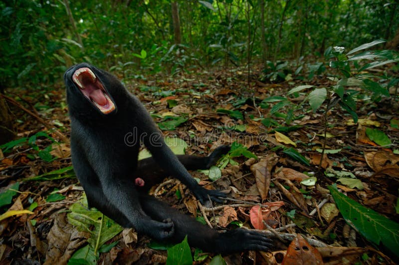Macaco Chimpanzé Retrato Ao Ar Livre Foto de Stock - Imagem de dentes, animal: 272533470