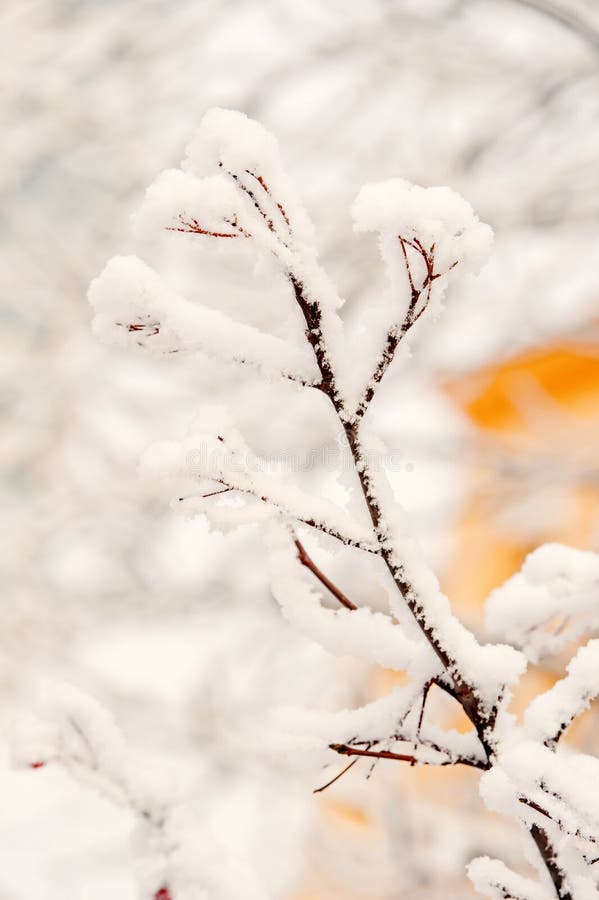 Season greetings and holidays celebration. Christmas and new year. Frost on bare tree. Winter nature concept. Snow covered branch on natural background. Season greetings and holidays celebration. Christmas and new year. Frost on bare tree. Winter nature concept. Snow covered branch on natural background.