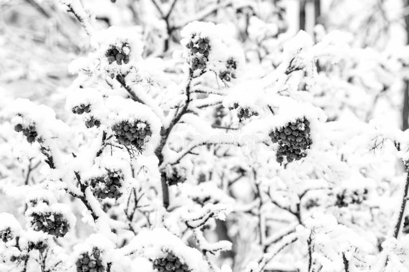 Season greetings and holidays celebration. Branches with red berries in frost. Winter nature background. Christmas or new year concept. Rowan tree covered with snow. Season greetings and holidays celebration. Branches with red berries in frost. Winter nature background. Christmas or new year concept. Rowan tree covered with snow.