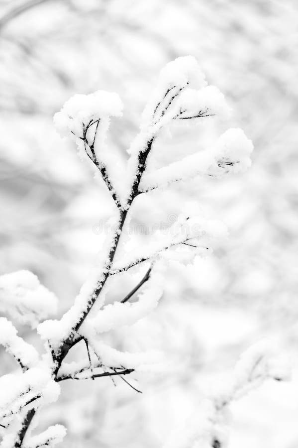 Season greetings and holidays celebration. Christmas and new year. Frost on bare tree. Winter nature concept. Snow covered branch on natural background. Season greetings and holidays celebration. Christmas and new year. Frost on bare tree. Winter nature concept. Snow covered branch on natural background.