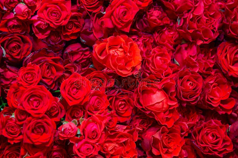 Celebratory background of beautiful red roses