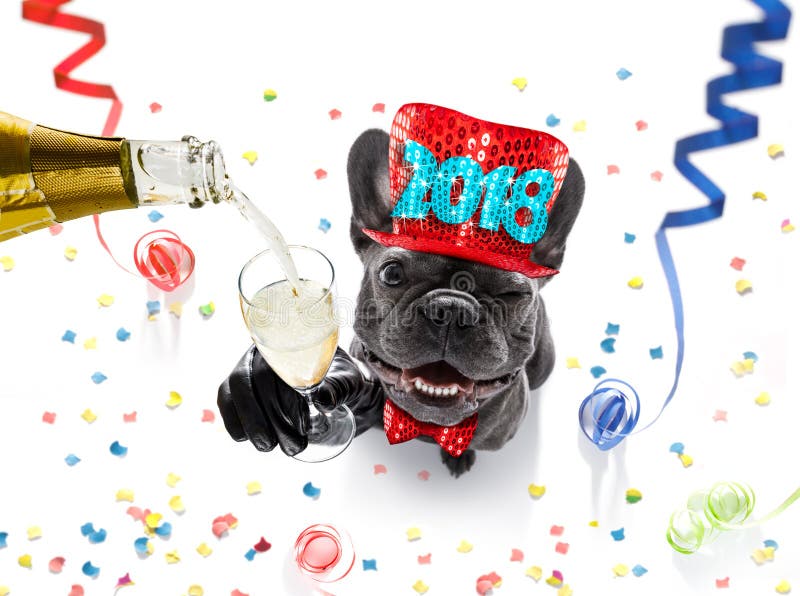 French bulldog dog celebrating new years eve with owner and champagne glass isolated onwhite with serpentine streamers and confetti. French bulldog dog celebrating new years eve with owner and champagne glass isolated onwhite with serpentine streamers and confetti