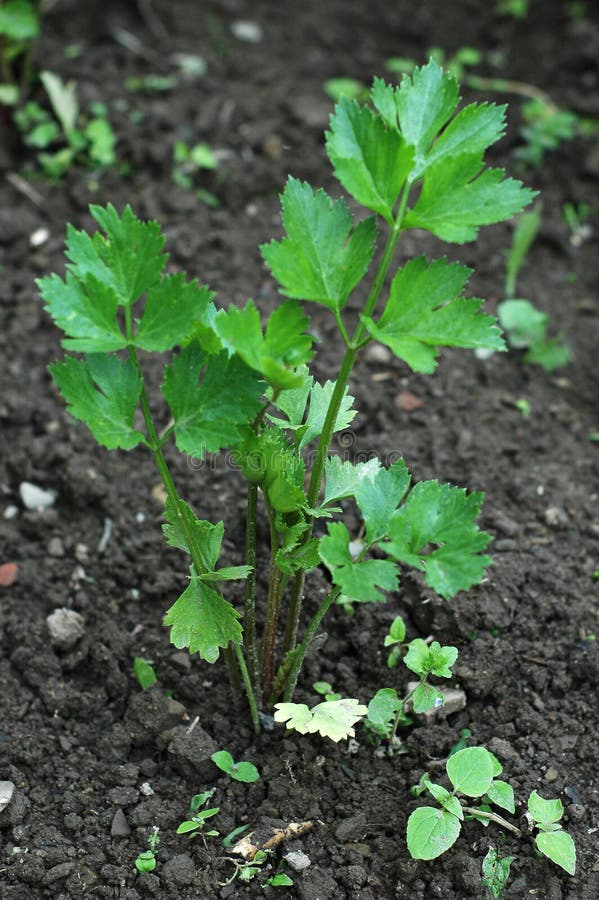 Celery stock photos Celery stock photos