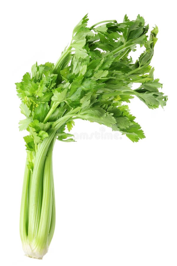 Rhubarb in the Garden stock photo. Image of food, rhubarb 3418766