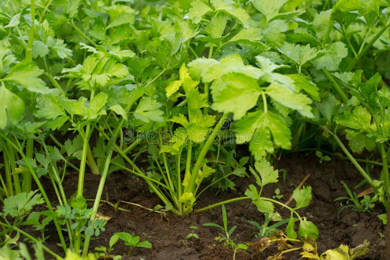 Celery stock images