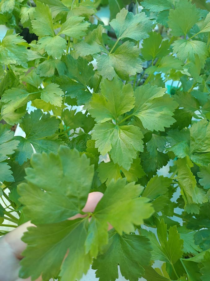 Celery is part of the Apiaceae family, which includes carrots, parsnips, parsley, and celeriac. Its crunchy stalks make the vegetable a popular low-calorie snack, and it may provide a range of health benefits. The fiber in celery can benefit the digestive and cardiovascular systems. Celery is part of the Apiaceae family, which includes carrots, parsnips, parsley, and celeriac. Its crunchy stalks make the vegetable a popular low-calorie snack, and it may provide a range of health benefits. The fiber in celery can benefit the digestive and cardiovascular systems