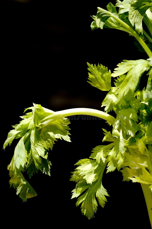 Celery on black