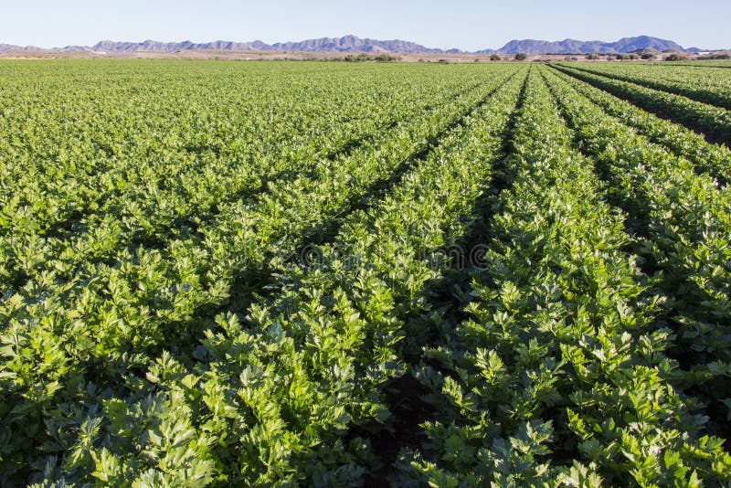 Celery Cultivation in a Plantation, China Stock Photo Image of